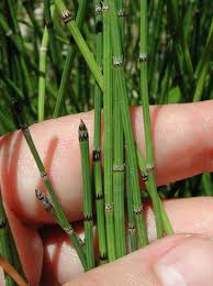 Attēlu rezultāti vaicājumam “Equisetum variegatum”