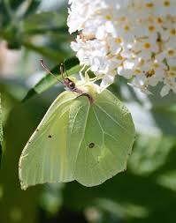 Attēlu rezultāti vaicājumam “Gonepteryx rhamni upperside”