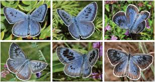 Attēlu rezultāti vaicājumam “Phengaris arion upperside”