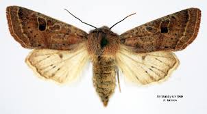 Attēlu rezultāti vaicājumam “Orthosia gracilis”