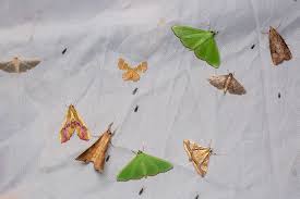 Attēlu rezultāti vaicājumam “Zanclognatha tarsipennalis”