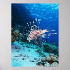 Image result for Pterois miles