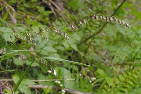 Attēlu rezultāti vaicājumam “Melica nutans leaf”