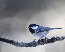 Attēlu rezultāti vaicājumam “Periparus ater adult”