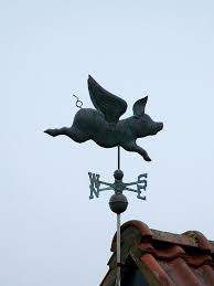 Image result for flying pigs