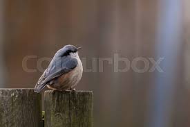 Image result for Sitta europaea