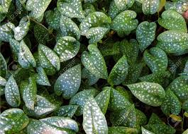 Attēlu rezultāti vaicājumam “Pulmonaria saccharata leaf”