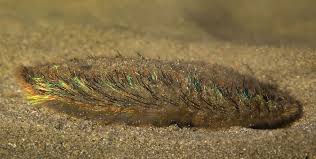 Attēlu rezultāti vaicājumam “Amaurochaete sp.”