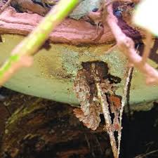 Attēlu rezultāti vaicājumam “Sporophagomyces chrysostomus”