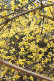 Attēlu rezultāti vaicājumam “Forsythia suspensa flower”