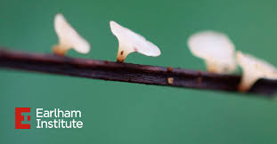 Attēlu rezultāti vaicājumam “Hymenoscyphus fraxineus”