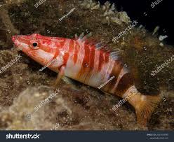 Image result for Serranus scriba
