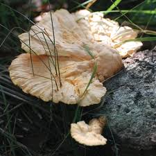 Attēlu rezultāti vaicājumam “Laetiporus sulphureus”
