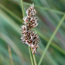 Attēlu rezultāti vaicājumam “Carex diandra”