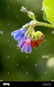 Attēlu rezultāti vaicājumam “Symphytum asperum flower”
