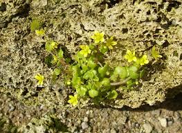 Attēlu rezultāti vaicājumam “Saxifraga cymbalaria flower”