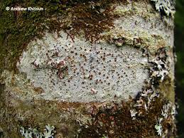 Attēlu rezultāti vaicājumam “Lecanora argentata”