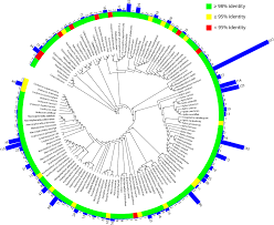 Attēlu rezultāti vaicājumam “Aphis confusa”