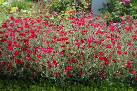 Image result for Lychnis coronaria