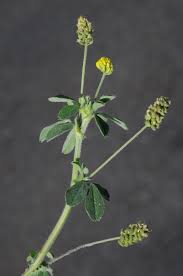 Attēlu rezultāti vaicājumam “Medicago lupulina bud”