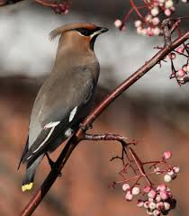 Attēlu rezultāti vaicājumam “Bombycilla garrulus”