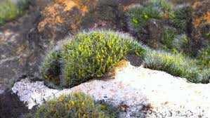 Attēlu rezultāti vaicājumam “Grimmia pulvinata sporophyte”