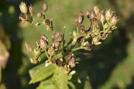 Attēlu rezultāti vaicājumam “Nicotiana tabacum fruit”