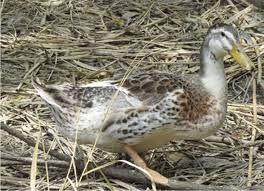 Attēlu rezultāti vaicājumam “Anas platyrhynchos female”