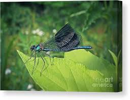 Attēlu rezultāti vaicājumam “Calopteryx splendens”