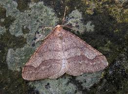 Attēlu rezultāti vaicājumam “Agriopis marginaria”