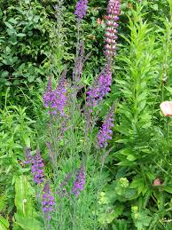 Image result for Linaria purpurea
