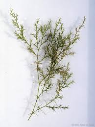 Attēlu rezultāti vaicājumam “Najas flexilis leaf”