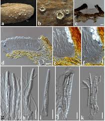 Attēlu rezultāti vaicājumam “Stictis”