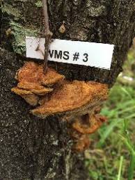 Attēlu rezultāti vaicājumam “Phellinus laevigatus”