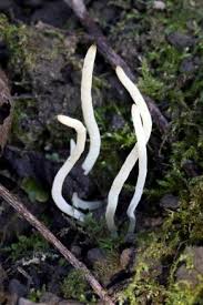 Attēlu rezultāti vaicājumam “Pistillaria sp.”