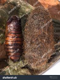 Attēlu rezultāti vaicājumam “cocoon”