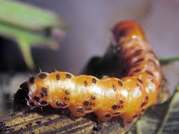 Attēlu rezultāti vaicājumam “Gortyna flavago”