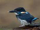 Blue-banded Kingfisher @ Si Phangnga National Park, Thailand by ...