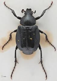 Attēlu rezultāti vaicājumam “Gnorimus variabilis”