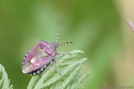 Attēlu rezultāti vaicājumam “Dolycoris baccarum”