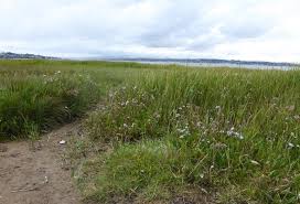 Attēlu rezultāti vaicājumam “Atriplex littoralis fruit”