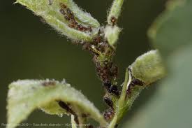 Attēlu rezultāti vaicājumam “Chaitophorus populeti”