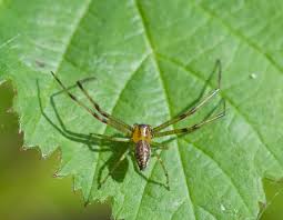 Attēlu rezultāti vaicājumam “Philodromus sp.”