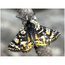 Attēlu rezultāti vaicājumam “Idaea dimidiata”