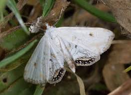 Attēlu rezultāti vaicājumam “Cataclysta lemnata”