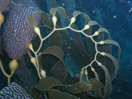 Attēlu rezultāti vaicājumam “Reticularia jurana macro”