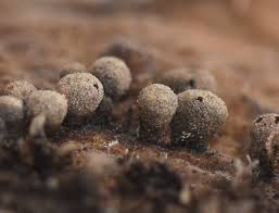 Attēlu rezultāti vaicājumam “Physarum straminipes”