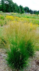 Attēlu rezultāti vaicājumam “Molinia caerulea leaf”