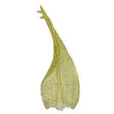 Attēlu rezultāti vaicājumam “Conardia compacta”