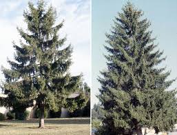 Attēlu rezultāti vaicājumam “Picea abies leaf”